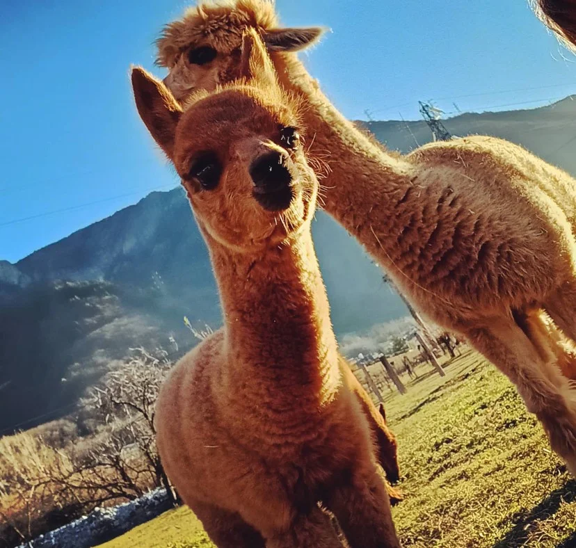 Alpaca Alpaca